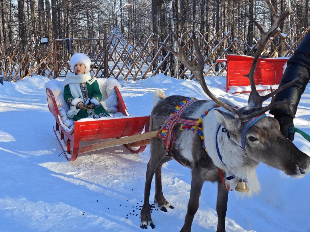 游客體驗馴鹿拉雪橇。人民網(wǎng)記者 苗陽攝