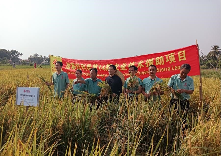 中國(guó)駐塞拉利昂大使王擎和援塞農(nóng)業(yè)專家組合影。中國(guó)援塞農(nóng)業(yè)專家組供圖