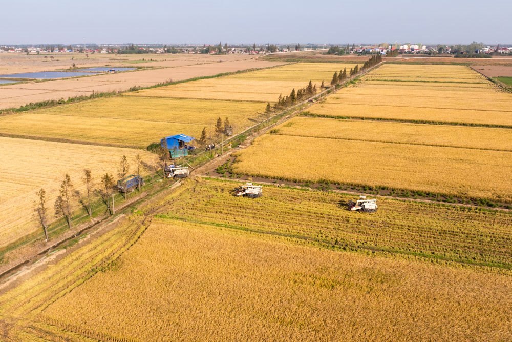 2024年11月1日，在湖南華容縣團洲垸，村民駕駛收割機收獲水稻（無人機照片）。新華社記者陳思汗 攝