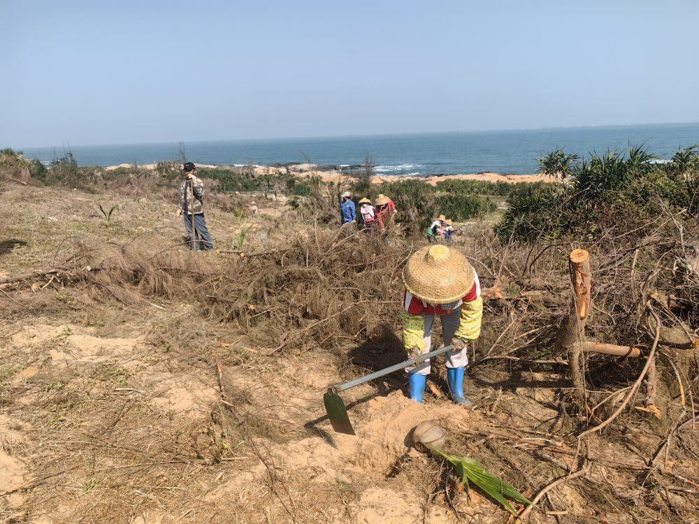 2025年1月19日，在海南文昌市，工人正在修復海岸防風林。新華社記者吳茂輝 攝