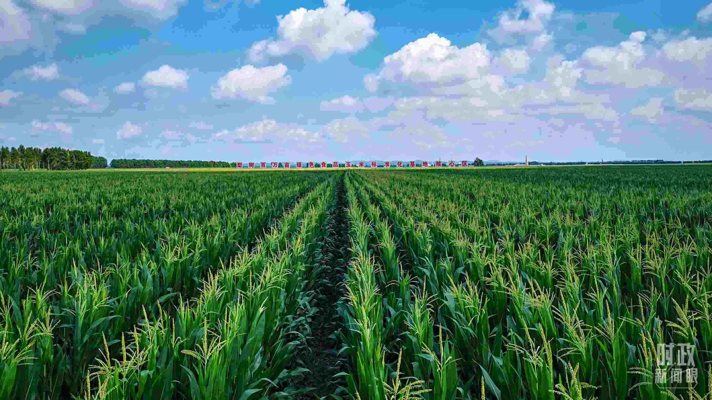 △吉林四平，梨樹縣地處黃金玉米帶。（總臺央視記者張曉鵬拍攝）