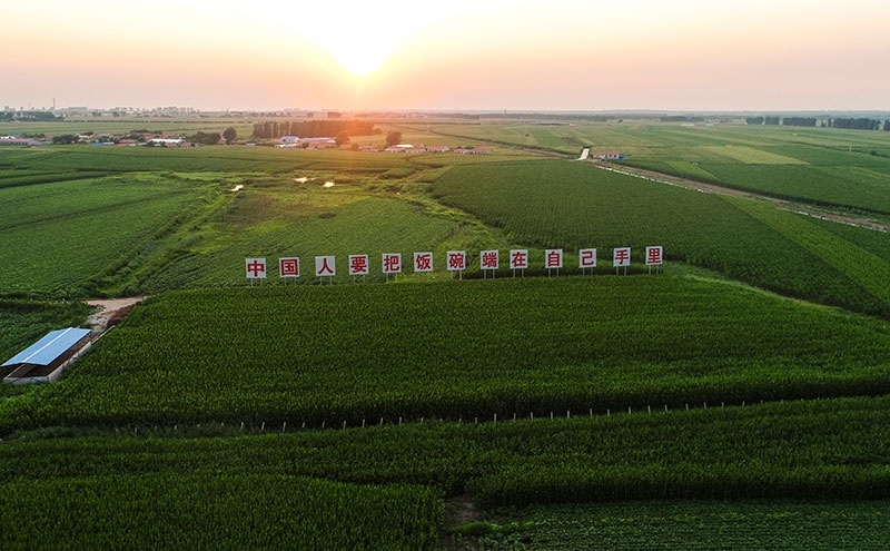2020年7月23日拍攝的吉林省梨樹(shù)縣國(guó)家百萬(wàn)畝綠色食品原料（玉米）標(biāo)準(zhǔn)化生產(chǎn)基地核心示范區(qū)（無(wú)人機(jī)照片）。新華社記者 許暢 攝