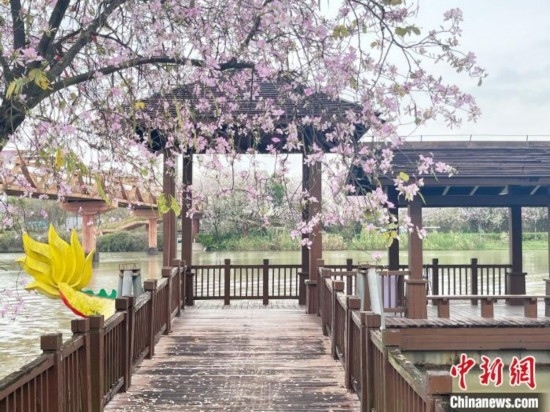 3月7日，廣州海珠國家濕地公園宮粉紫荊花海吸引游人。中新社記者 許青青 攝