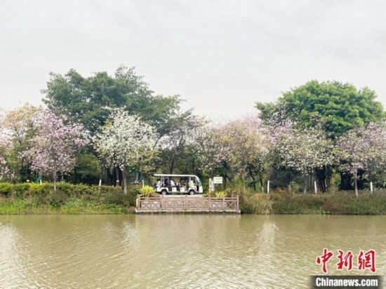 3月7日，廣州海珠國家濕地公園宮粉紫荊花海吸引游人。中新社記者 許青青 攝