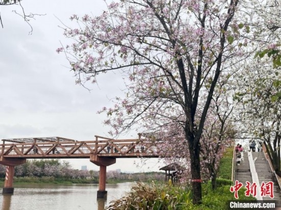 3月7日，廣州海珠國家濕地公園宮粉紫荊花海吸引游人。中新社記者 許青青 攝
