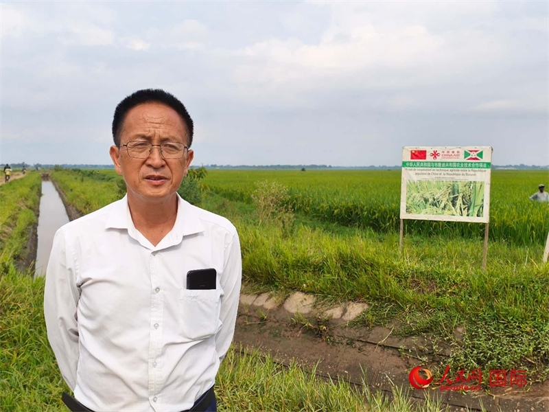 專家組組長楊華德在水稻田間地頭。 人民網(wǎng)記者 黃培昭攝