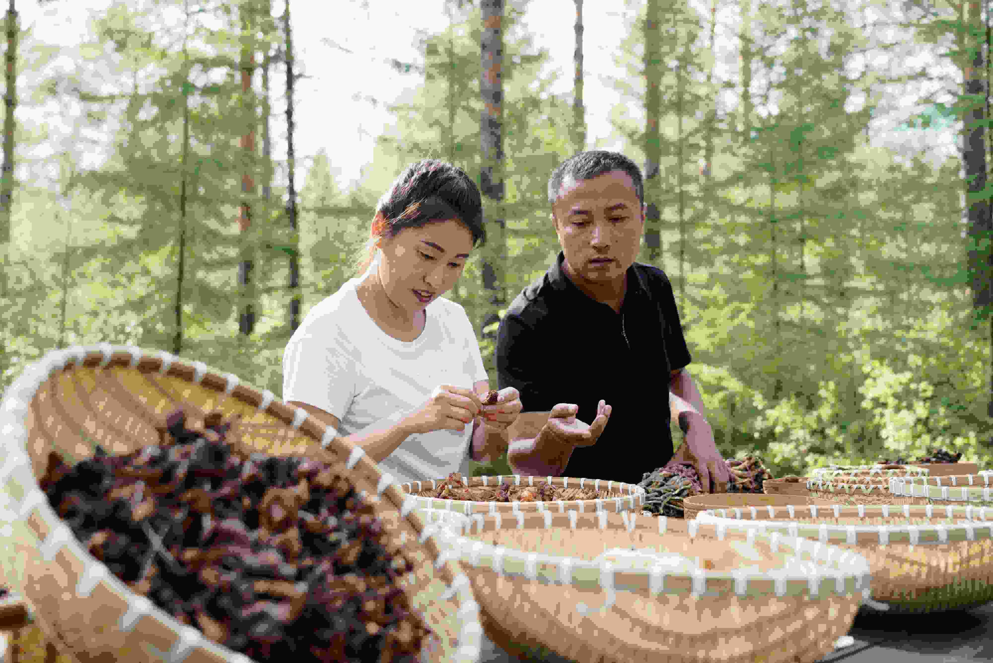 2024年8月6日，黑龍江漠河林場(chǎng)員工正在分揀采集來(lái)的林下產(chǎn)品。