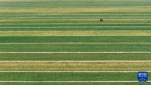 3月14日，在菏澤市鄆城縣潘渡鎮(zhèn)，農民在麥田里施肥（無人機照片）。