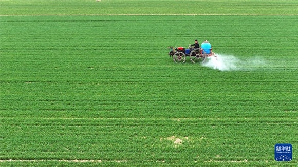 3月14日，在菏澤市鄆城縣郭屯鎮(zhèn)，農民在麥田里噴灑除草劑（無人機照片）。