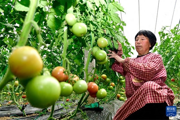 3月13日，在菏澤市鄆城縣張營街道，農民在設施大棚里打理西紅柿。