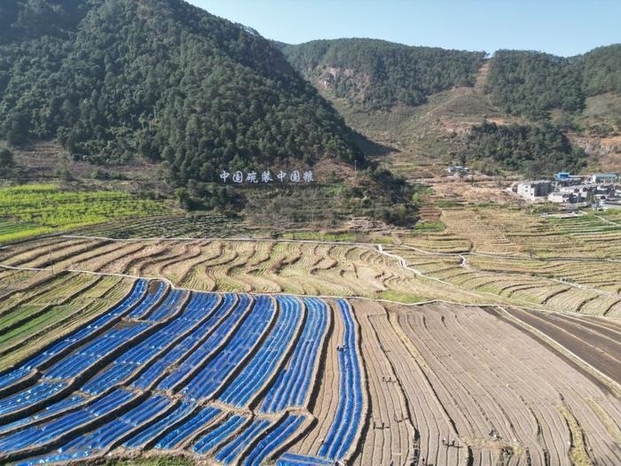 △近日，四川涼山一現(xiàn)代農(nóng)業(yè)園春耕育秧?yè)屴r(nóng)時(shí)。