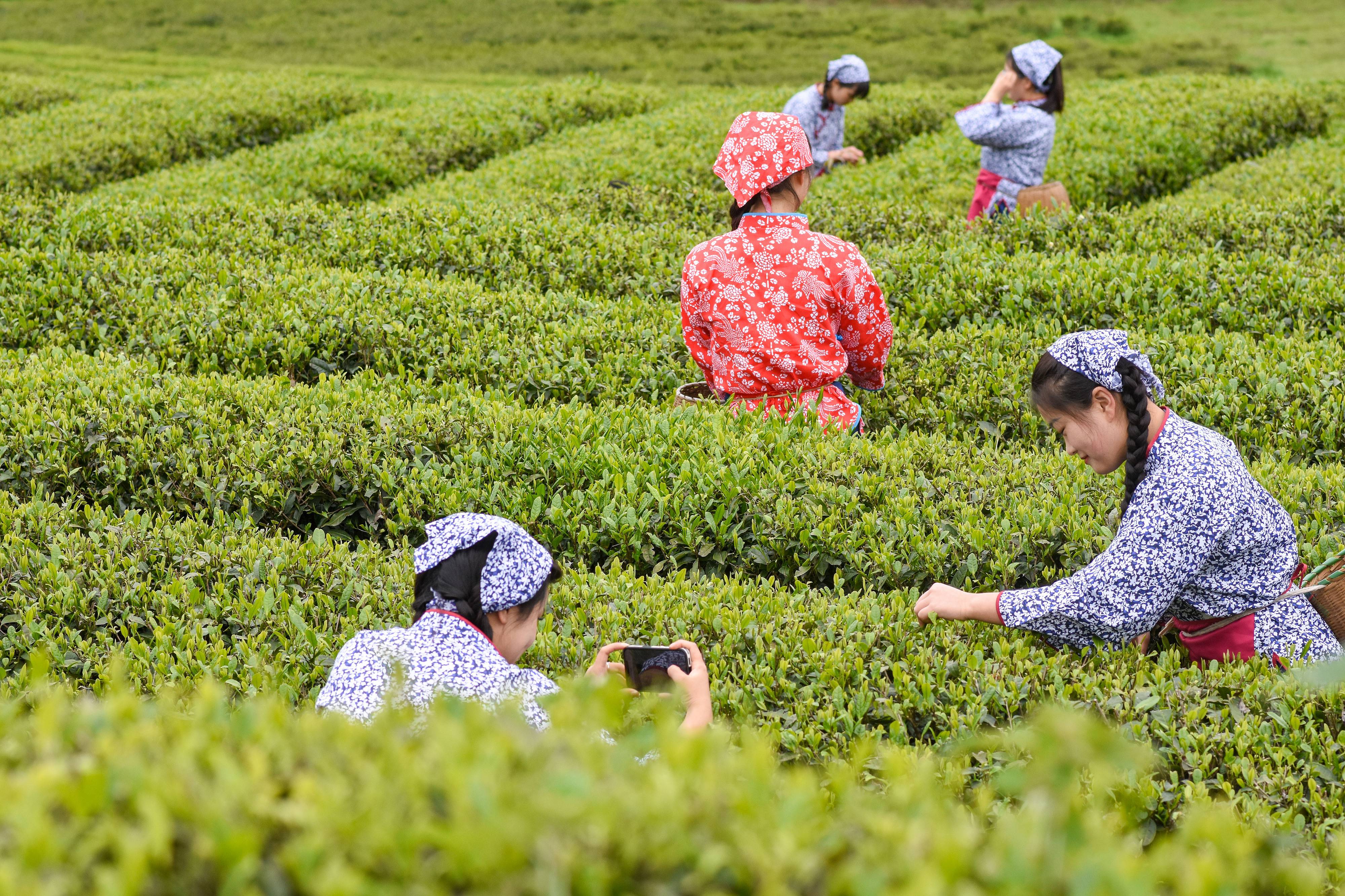 2023年4月6日，游客在貴州省銅仁市江口縣怒溪鎮(zhèn)駱象村生態(tài)茶園體驗(yàn)采茶樂趣。