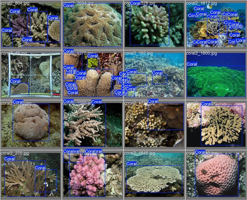 南海珊瑚識別。阿里云供圖