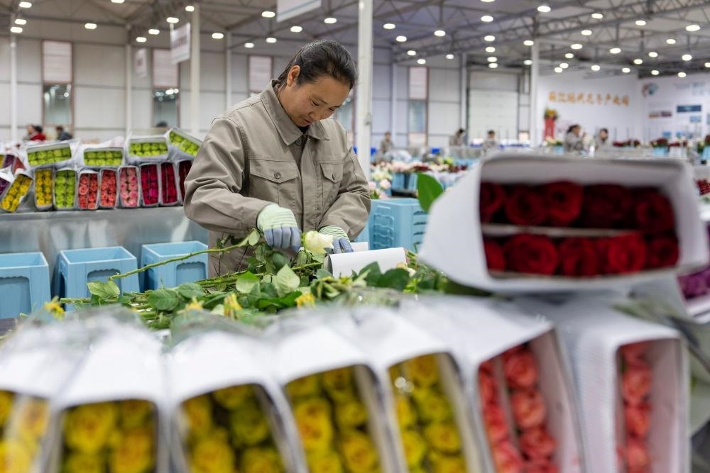 △近日，工作人員在云南麗江現(xiàn)代花卉產(chǎn)業(yè)園包裝鮮花。