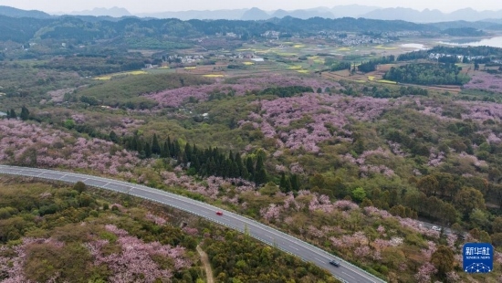 清鎮(zhèn)市紅楓湖鎮(zhèn)右二村旁的道路與花海相映（4月5日攝，無人機(jī)照片）。