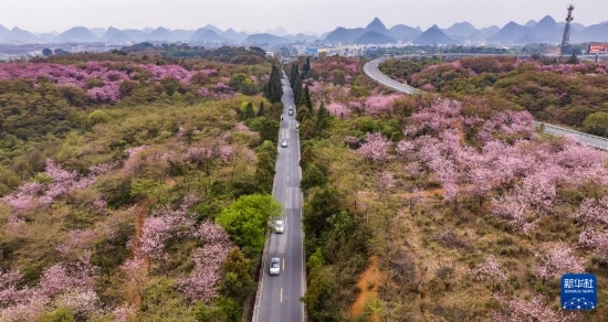 游客驅(qū)車前來清鎮(zhèn)市紅楓湖鎮(zhèn)右二村踏青游玩（4月5日攝，無人機(jī)照片）。