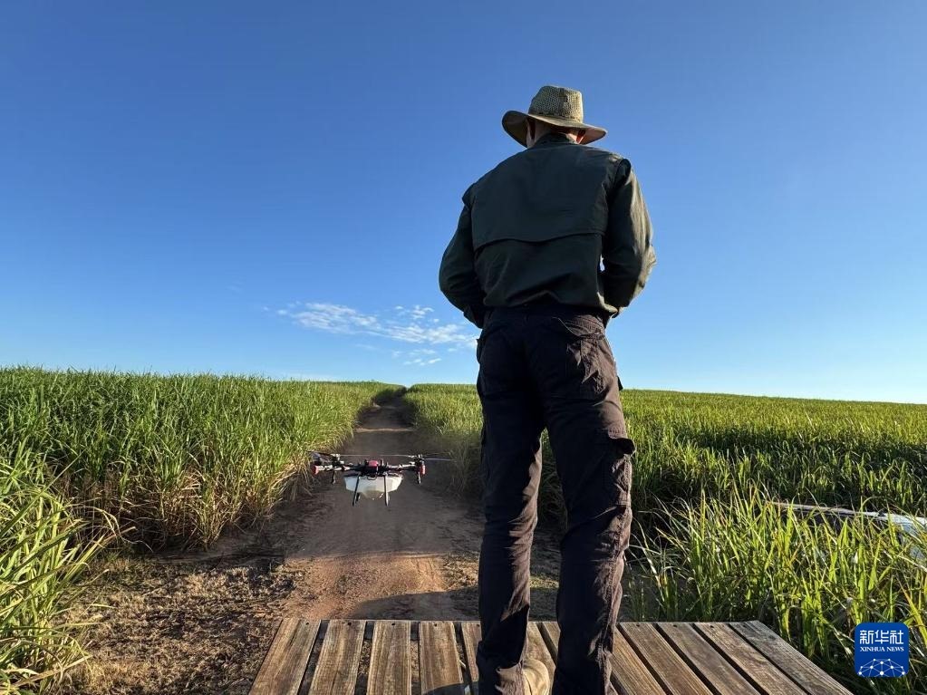 3月25日，在南非夸祖魯-納塔爾省的方廷希爾莊園，飛手操縱無人機為甘蔗林噴灑藥劑。新華社記者 白舸 攝