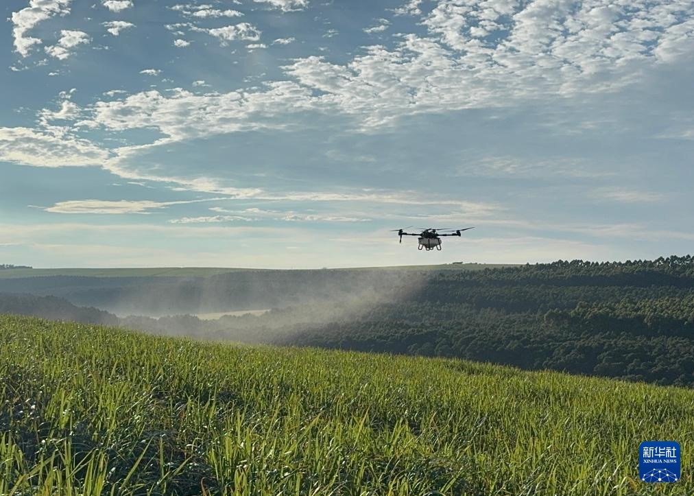 3月25日，在南非夸祖魯-納塔爾省的方廷希爾莊園，中國農(nóng)用無人機為甘蔗林噴灑殺菌劑。新華社記者 白舸 攝