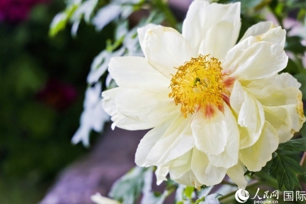 洛陽國家牡丹園牡丹盛開。 人民網(wǎng)記者 魯揚(yáng)攝