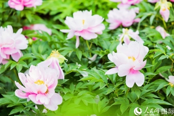 洛陽國家牡丹園牡丹盛開。 人民網(wǎng)記者 魯揚(yáng)攝