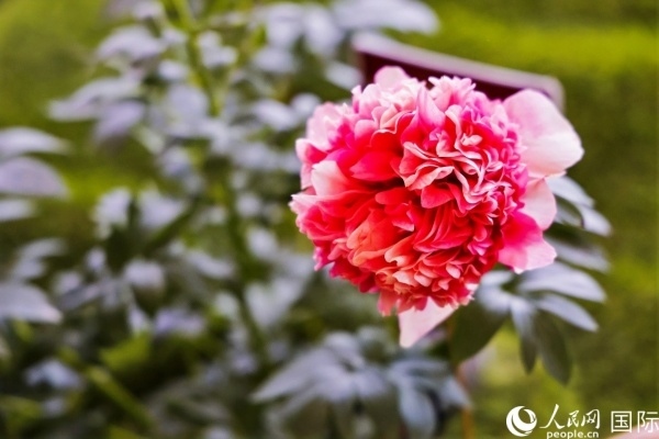 洛陽國家牡丹園牡丹盛開。 人民網(wǎng)記者 魯揚(yáng)攝