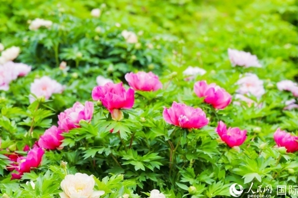 洛陽國家牡丹園牡丹盛開。 人民網(wǎng)記者 魯揚(yáng)攝