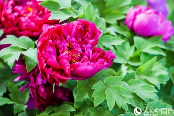 洛陽國家牡丹園牡丹盛開。 人民網(wǎng)記者 魯揚(yáng)攝