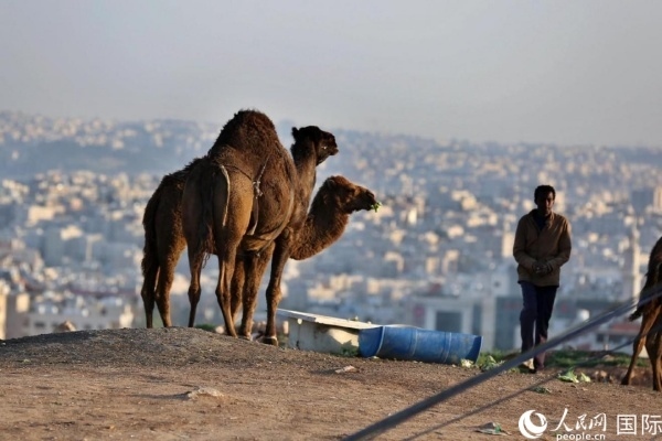 約旦首都阿曼街頭的駱駝。人民網 納達爾·達烏德攝