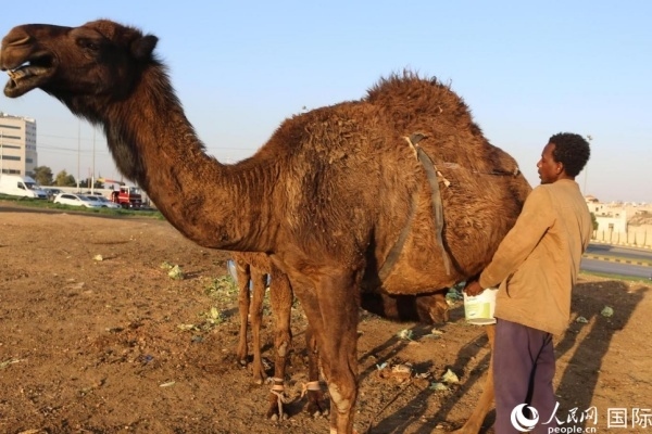 工人在給駱駝擠奶。人民網 納達爾·達烏德攝