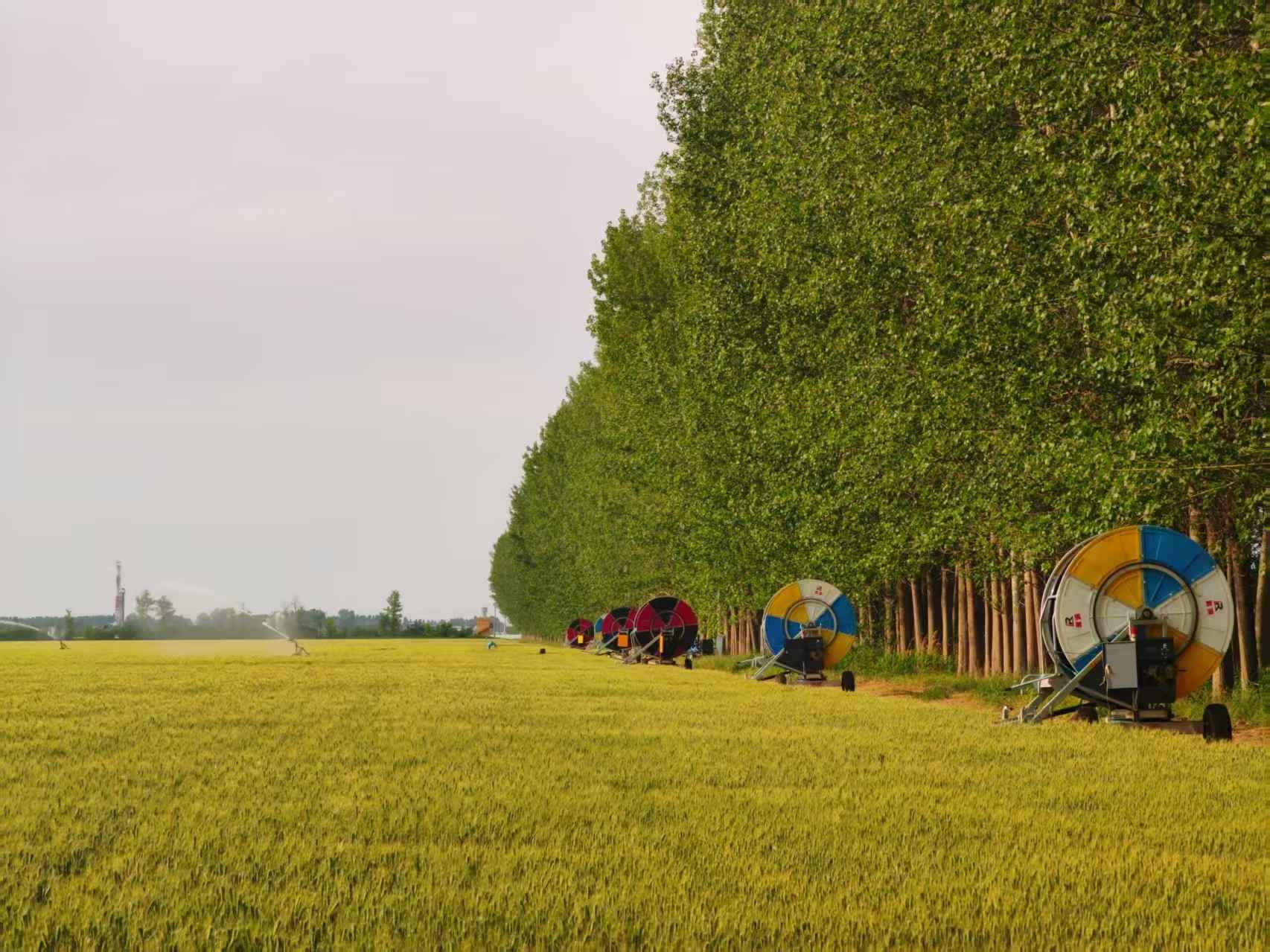 陜西華陰市華西鎮(zhèn)農(nóng)墾農(nóng)場正在作業(yè)的卷盤式噴灌機。受訪者供圖