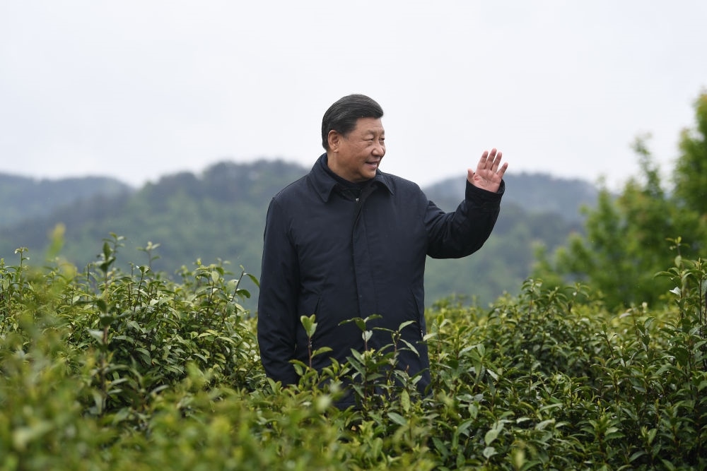 2020年4月21日，習(xí)近平總書記來到陜西安康市平利縣老縣鎮(zhèn)，在茶園考察脫貧攻堅(jiān)情況。新華社記者 燕雁 攝