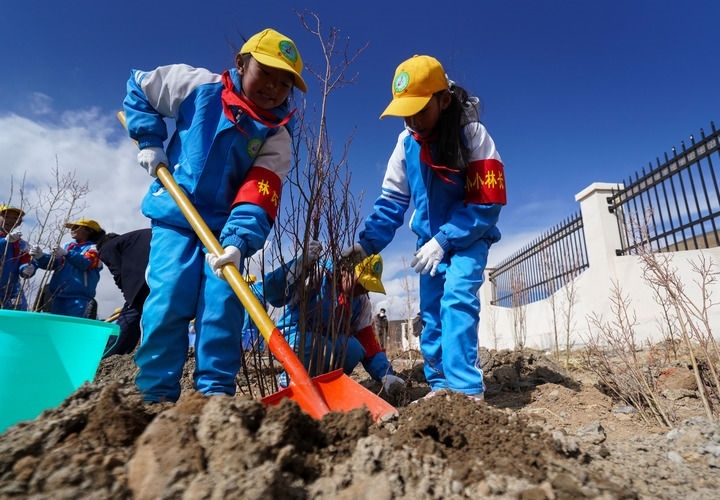 2025年4月25日，西藏那曲市小學(xué)生在植樹。新華社記者 晉美多吉 攝