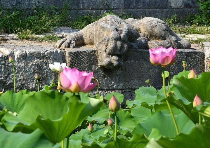 萬(wàn)寧橋位于北京地安門外大街中部、什剎海東岸，是北京中軸線上最古老的橋梁，至今已有700多年歷史。近年來(lái)，北京市持續(xù)為萬(wàn)寧橋“瘦身減負(fù)”，橋體風(fēng)貌得以完整展現(xiàn)，方便游客走近欣賞，深入了解古橋承載的價(jià)值和內(nèi)涵。這是2023年7月18日拍攝的北京萬(wàn)寧橋橋東的鎮(zhèn)水獸。